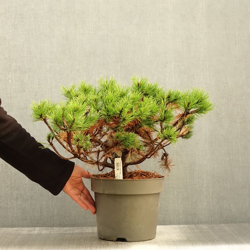 Pinus densiflora Low Glow - Japanese Red Pine 7.5L/10L pot sample as delivered in autumn