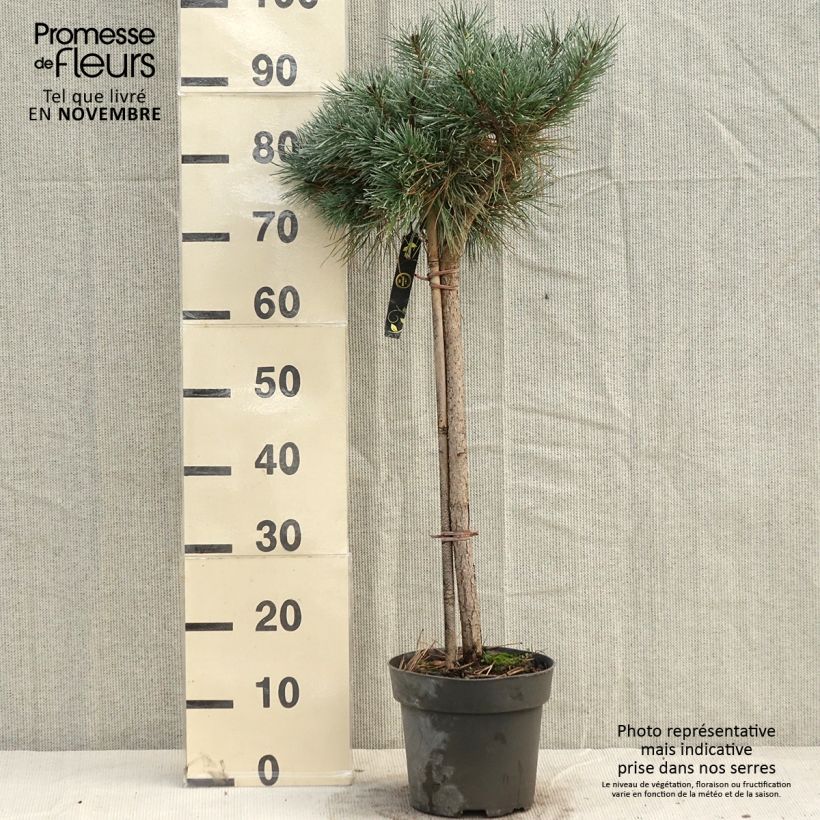 Pinus sylvestris Chantry Blue - Scots Pine Each sample as delivered in autumn