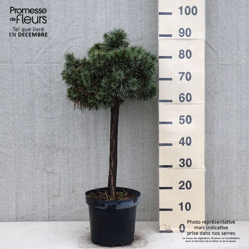 Pinus sylvestris Doone Valley - Scots Pine 7.5L/10L pot sample as delivered in autumn