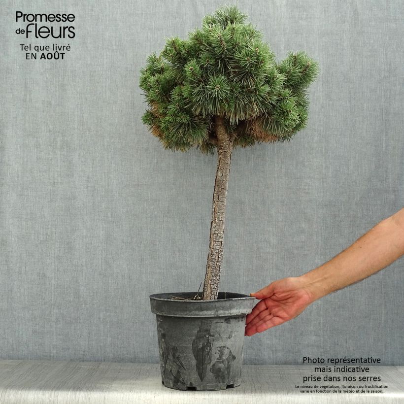 Pinus sylvestris Doone Valley - Scots Pine 7.5L/10L pot, Half standard sample as delivered in summer