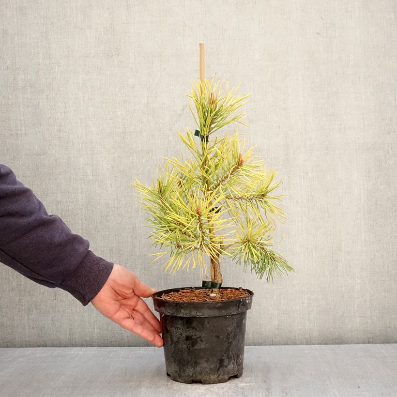 Pinus sylvestris Wintergold - Scots pine 3L/4L pot sample as delivered in spring