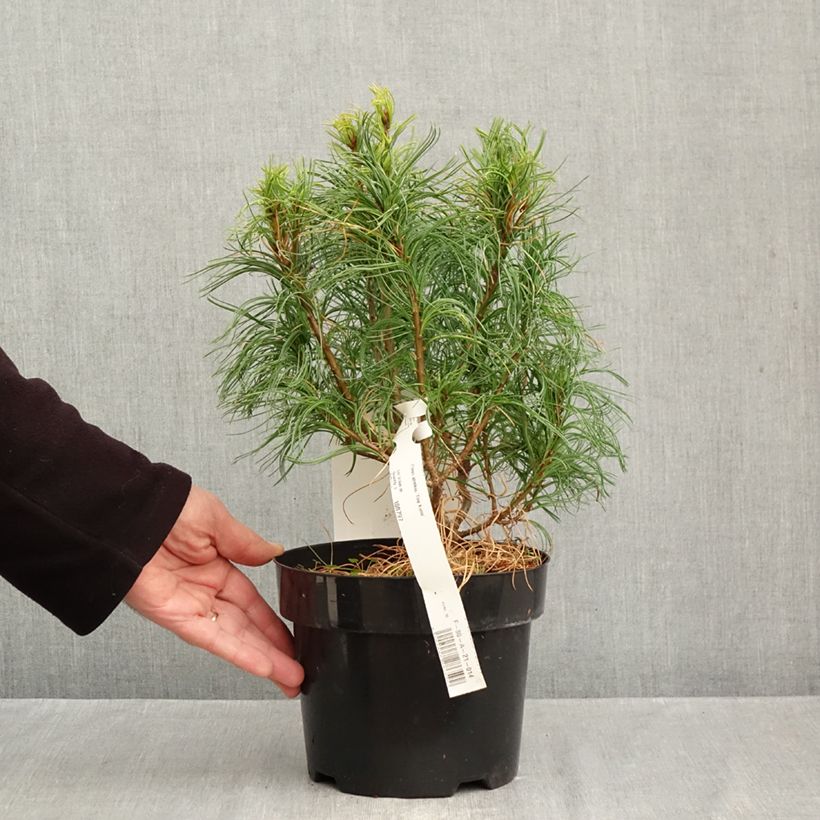Pinus strobus Tiny Kurls - Eastern White Pine 2L/3L pot sample as delivered in autumn