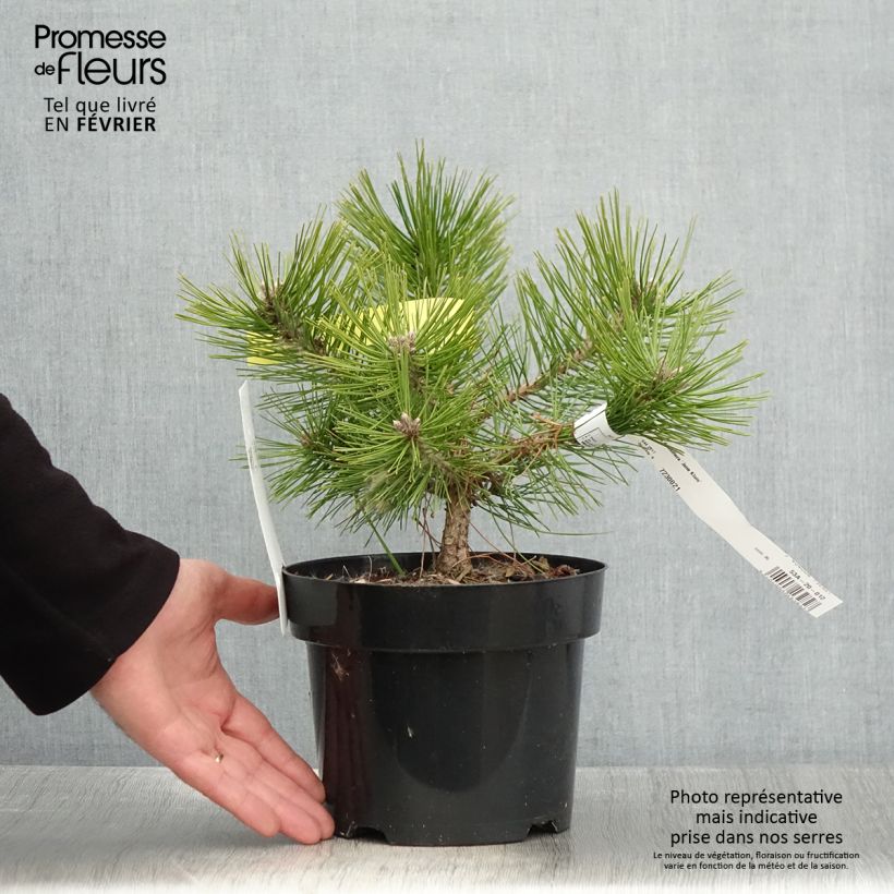 Pinus densiflora Jane Kluis - Japanese Red Pine 2L/3L pot sample as delivered in winter
