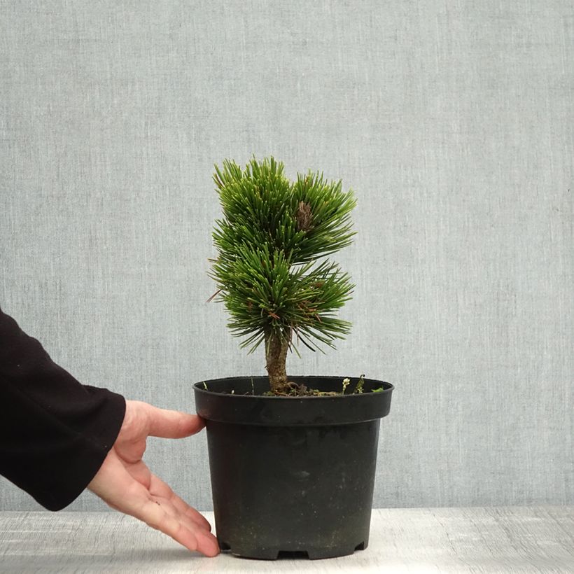 Pinus heldreichii Smidtii - Bosnian Pine 2L/3L pot sample as delivered in autumn