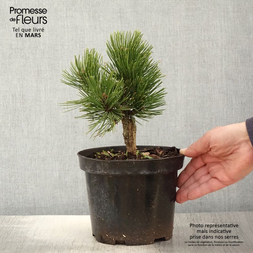 Pinus heldreichii Smidtii - Bosnian Pine 2L/3L pot sample as delivered in spring
