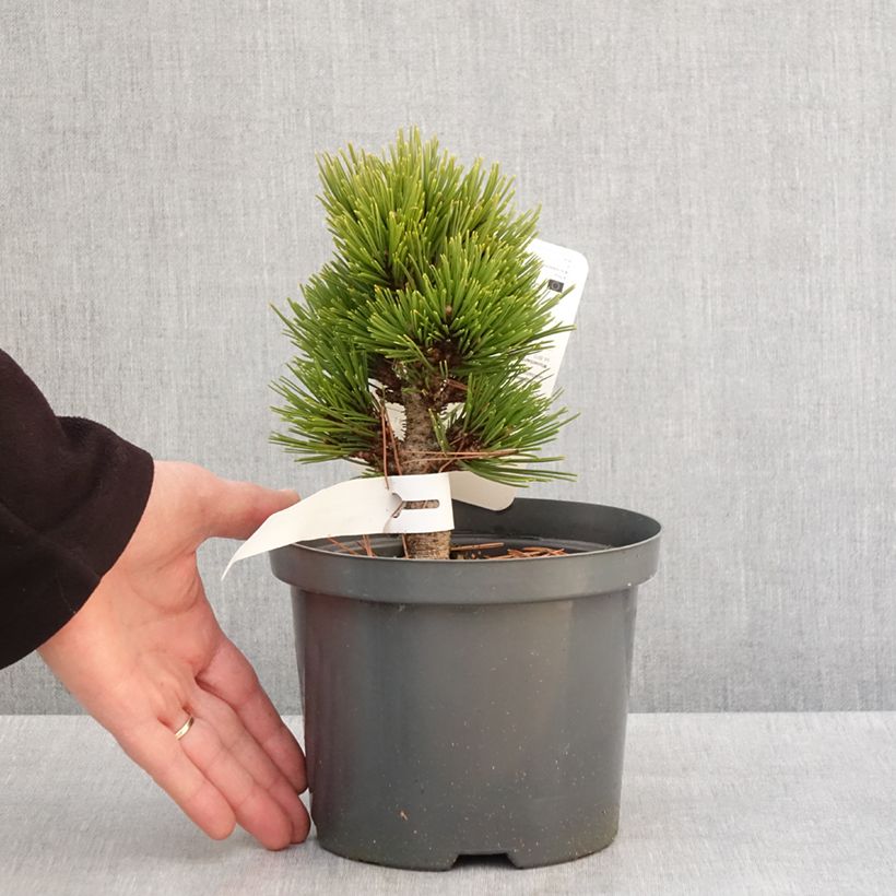 Pinus heldreichii Smidtii - Bosnian Pine 2L/3L pot sample as delivered in winter