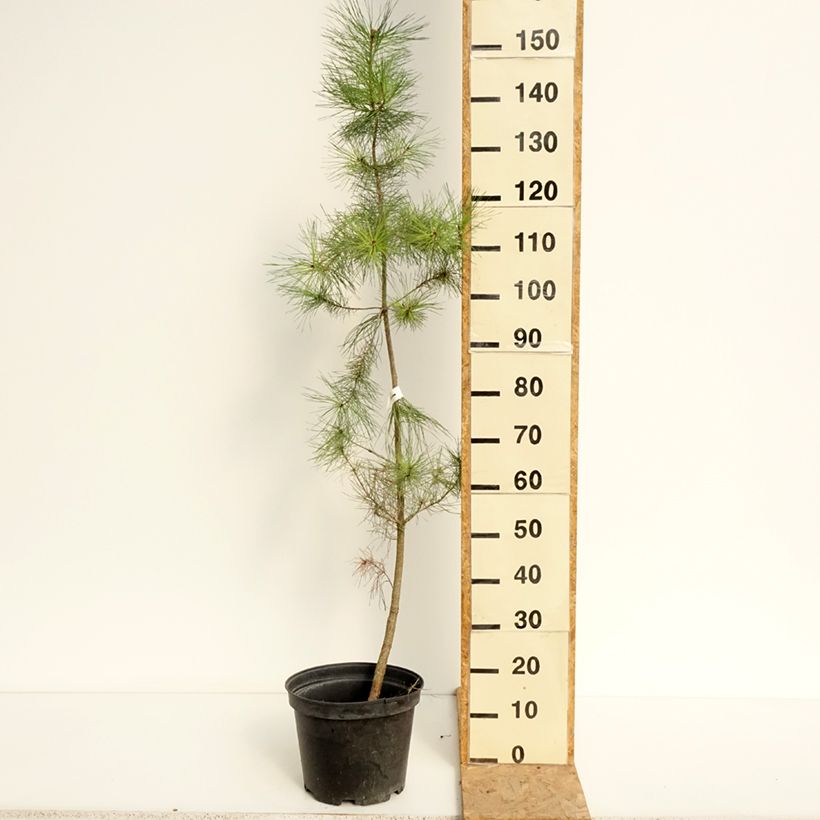 Pinus insignis - Monterey Pine 7.5L/10L pot sample as delivered in summer