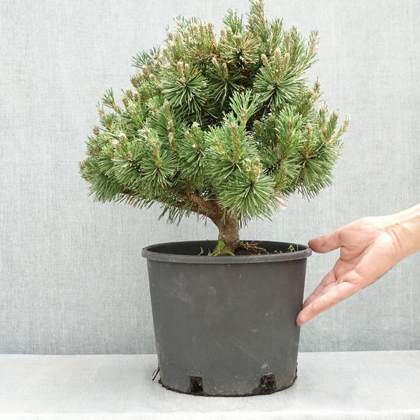 Pinus mugo Humpy - Dwarf Mountain Pine 7.5L/10L pot sample as delivered in spring