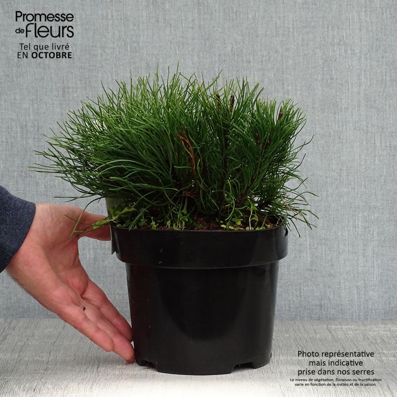 Pinus mugo pumilio - Dwarf Mountain Pine 2L/3L pot sample as delivered in autumn