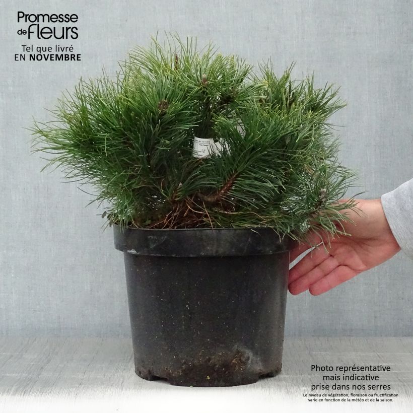 Pinus mugo pumilio - Dwarf Mountain Pine 7.5L/10L pot sample as delivered in autumn