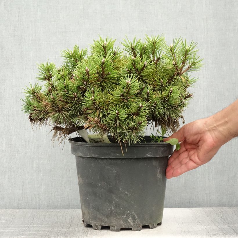 Pinus nigra Agnes Brégeon - Black Pine 6L/7L pot sample as delivered in summer