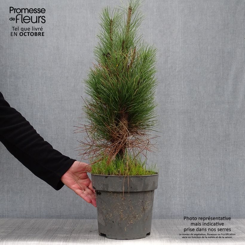 Pinus nigra Green Tower - Black Pine 7.5L/10L pot sample as delivered in autumn