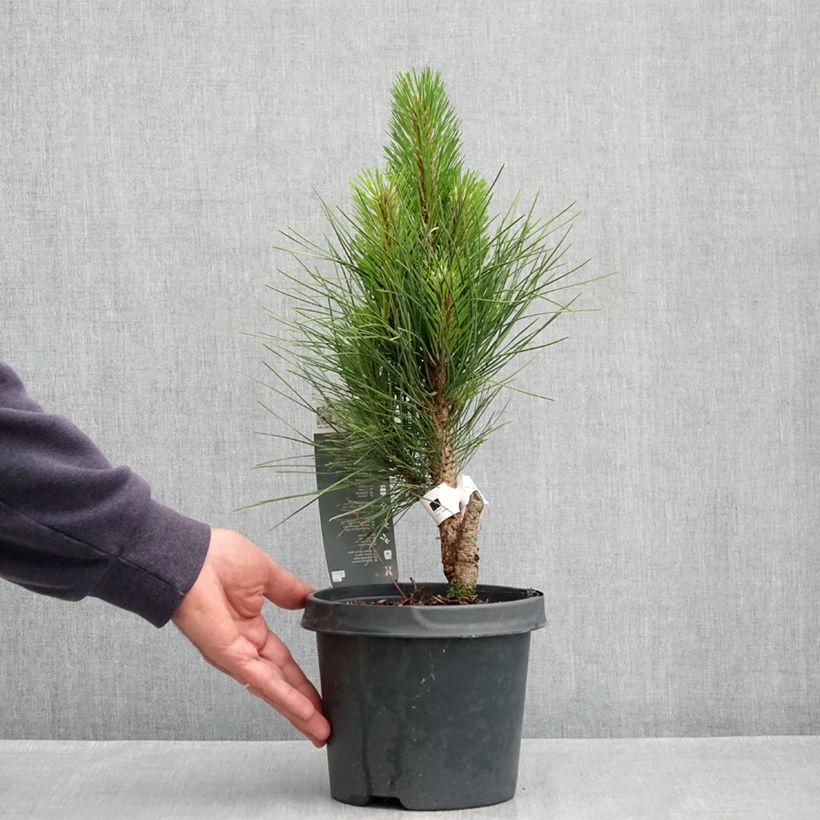 Pinus nigra Green Tower - Black Pine 2L/3L pot sample as delivered in spring