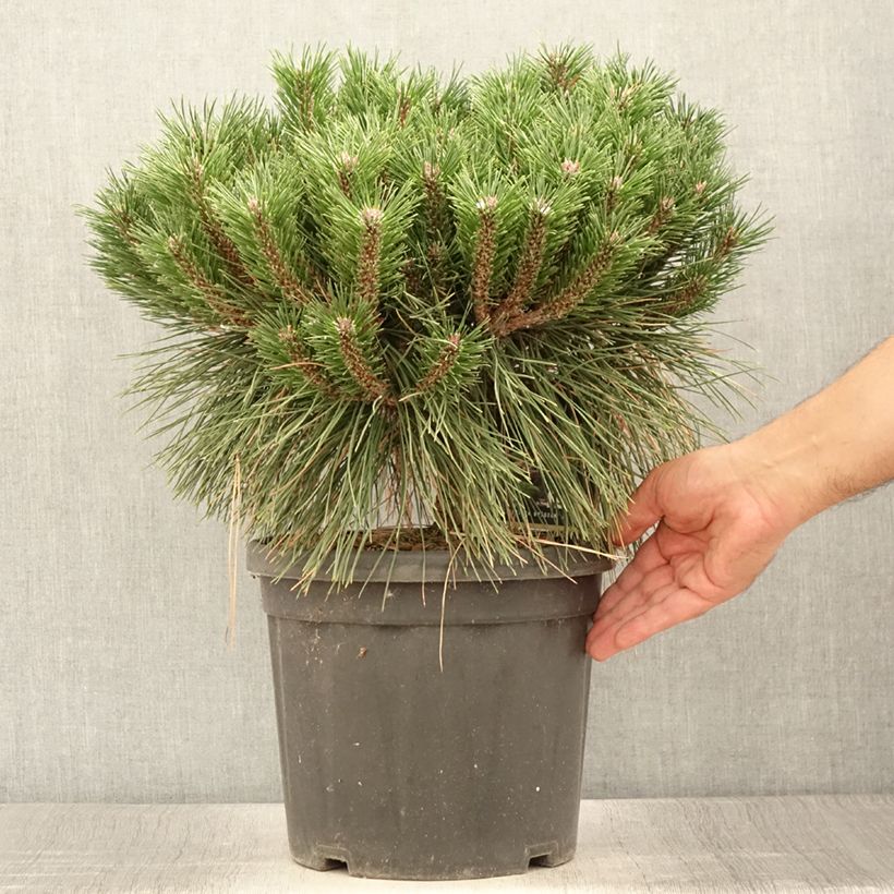 Pinus nigra Pierrick Bregeon - Black Pine 7.5L/10L pot sample as delivered in summer