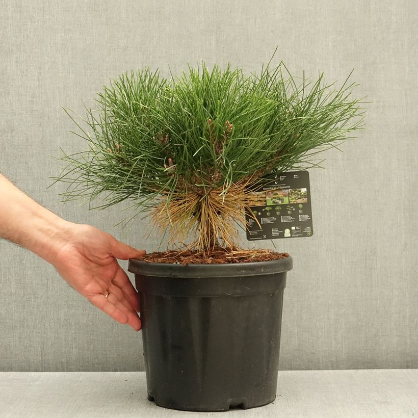 Pinus nigra Pierrick Bregeon - Black Pine 7.5L/10L pot sample as delivered in autumn