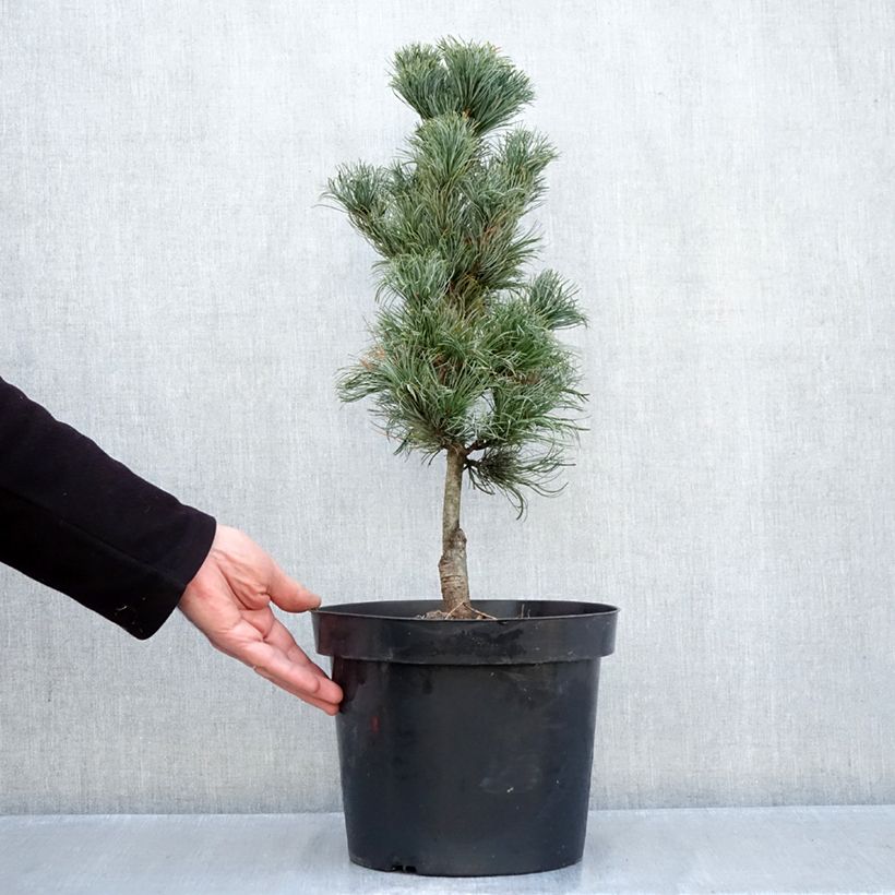 Pinus parviflora Azumi Goye - Japanese White Pine 7.5L/10L pot sample as delivered in autumn