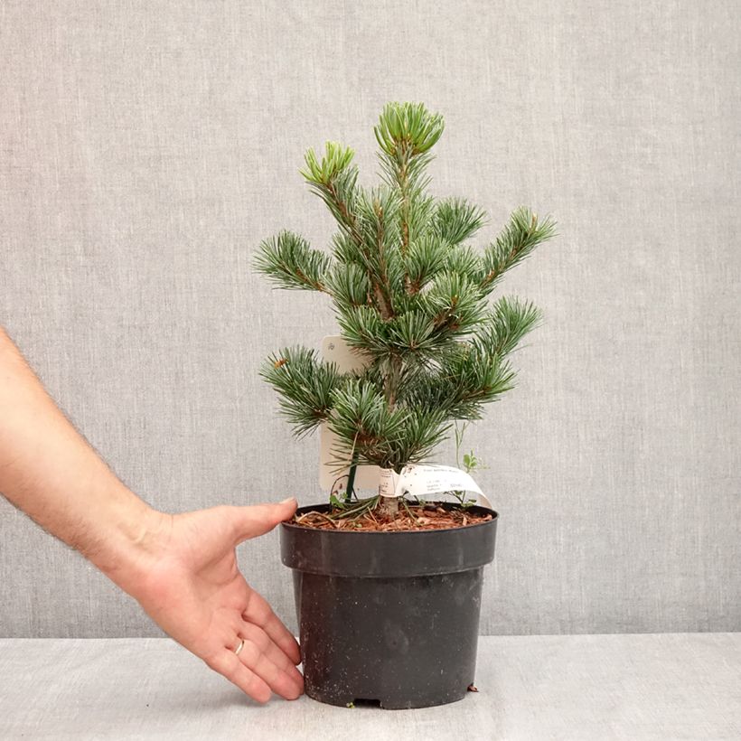 Pinus parviflora Negishi - Japanese White Pine 2L/3L pot sample as delivered in summer