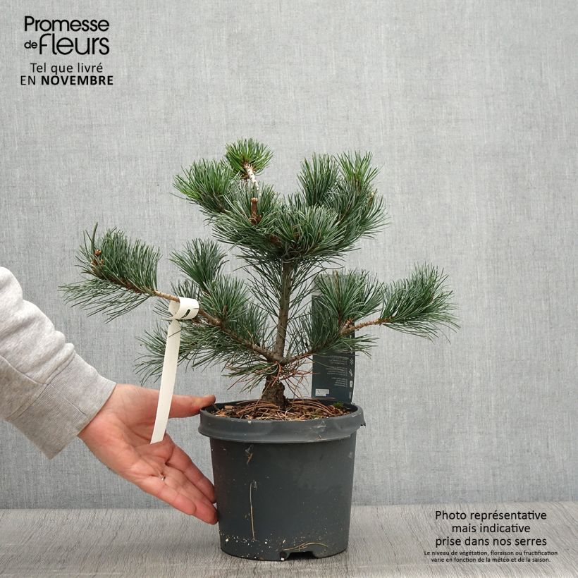 Pinus parviflora Negishi - Japanese White Pine 4L/5L pot sample as delivered in autumn