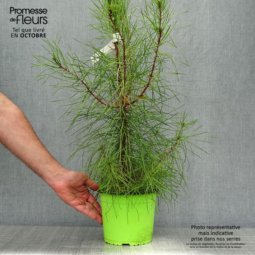Pinus pinaster - Maritime pine 2L/3L pot sample as delivered in autumn