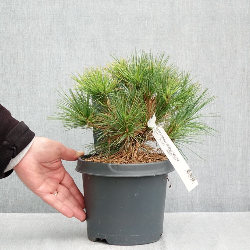 Pinus strobus Minima - Eastern White Pine 2L/3L pot sample as delivered in autumn
