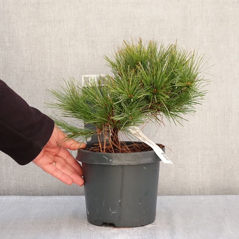 Pinus strobus Minima - Eastern White Pine 2L/3L pot sample as delivered in winter