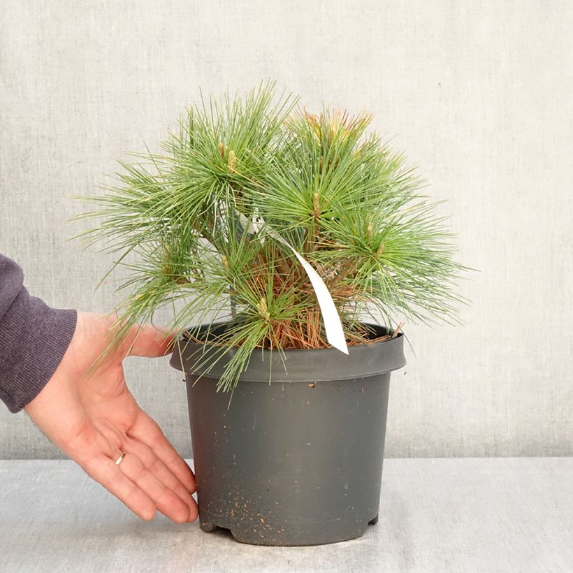 Pinus strobus Minima - Eastern White Pine 2L/3L pot sample as delivered in spring