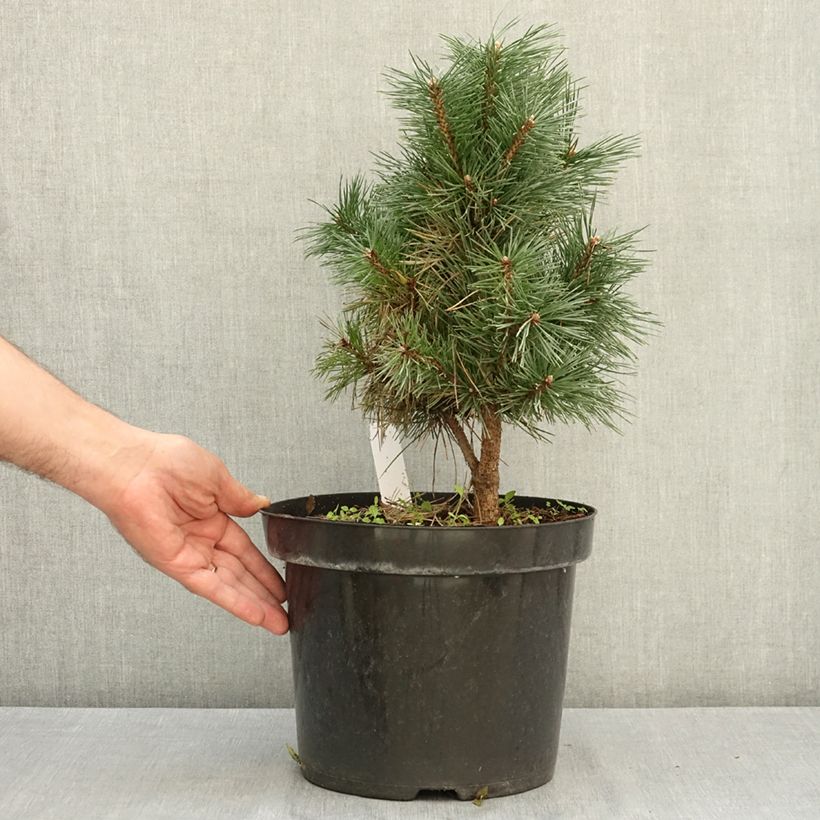 Pinus sylvestris Watereri - Scots Pine 7.5L/10L pot sample as delivered in summer