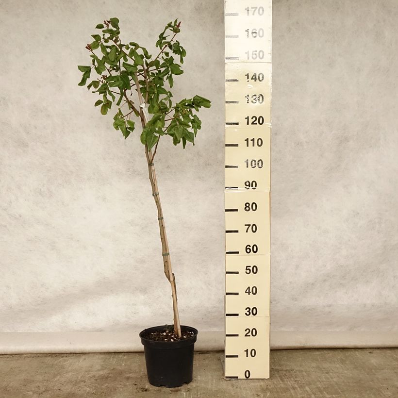 Pistacia vera Kerman 7.5L/10L pot sample as delivered in summer