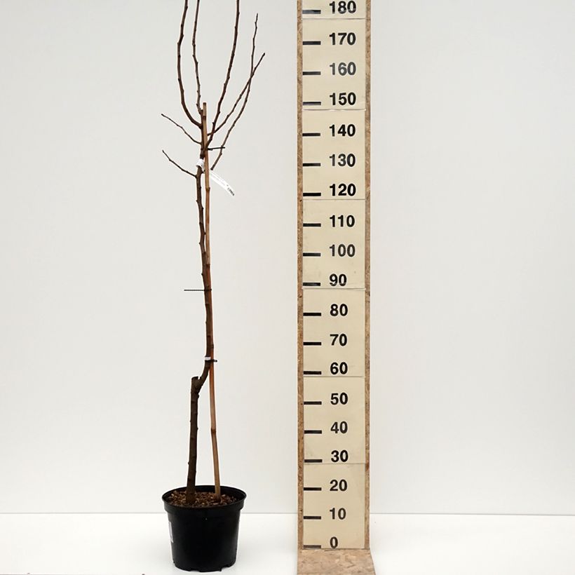 Pistacia vera Kerman 7.5L/10L pot sample as delivered in winter