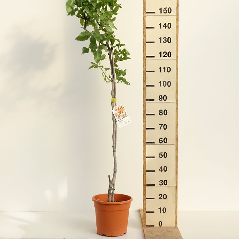 Pistacia vera Kerman 7.5L/10L pot, Half standard sample as delivered in spring