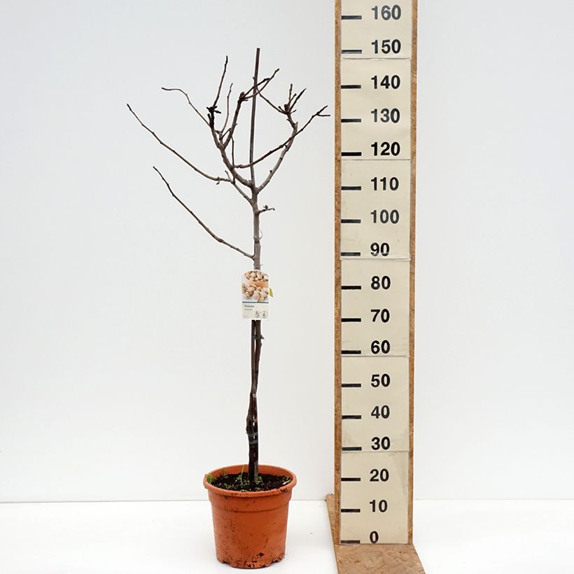 Pistacia vera Kerman 7.5L/10L pot, Half standard sample as delivered in autumn