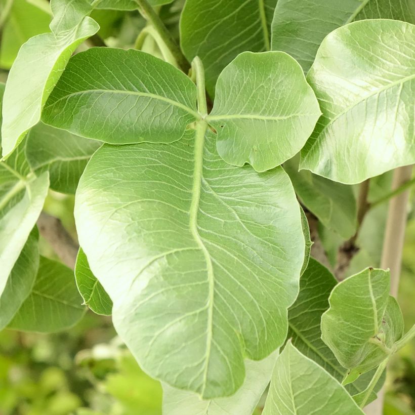 Pistacia vera Peters (Foliage)