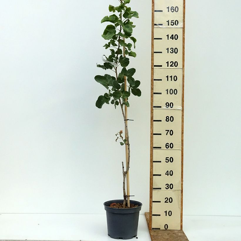 Pistacia vera Peters 7.5L/10L pot, Half standard sample as delivered in summer