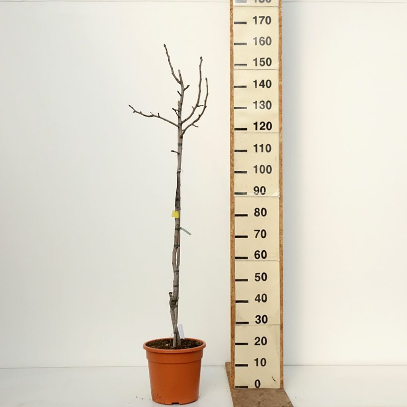 Pistacia vera Peters 7.5L/10L pot, Half standard sample as delivered in winter