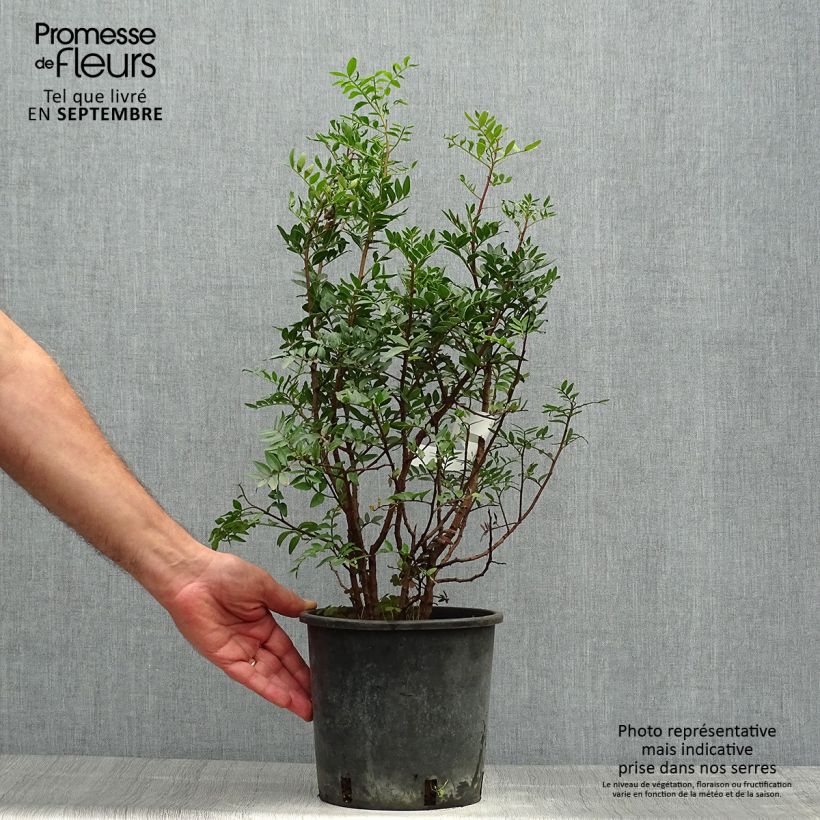 Pistacia lentiscus - Mastic Tree 2L/3L pot sample as delivered in autumn