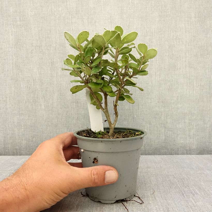 Pittosporum crassifolium Pot Belly - Karo 12cm pot sample as delivered in summer