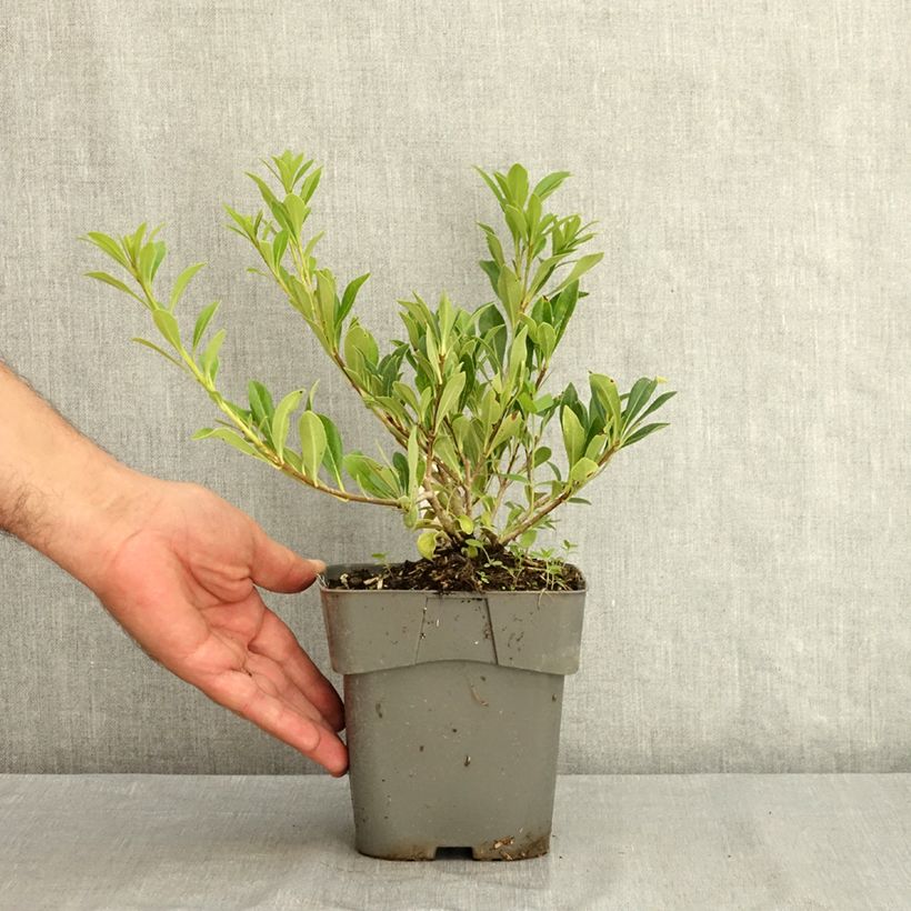 Pittosporum tobira x heterophyllum Green Mound - Japanese pittosporum 2L/3L pot sample as delivered in summer