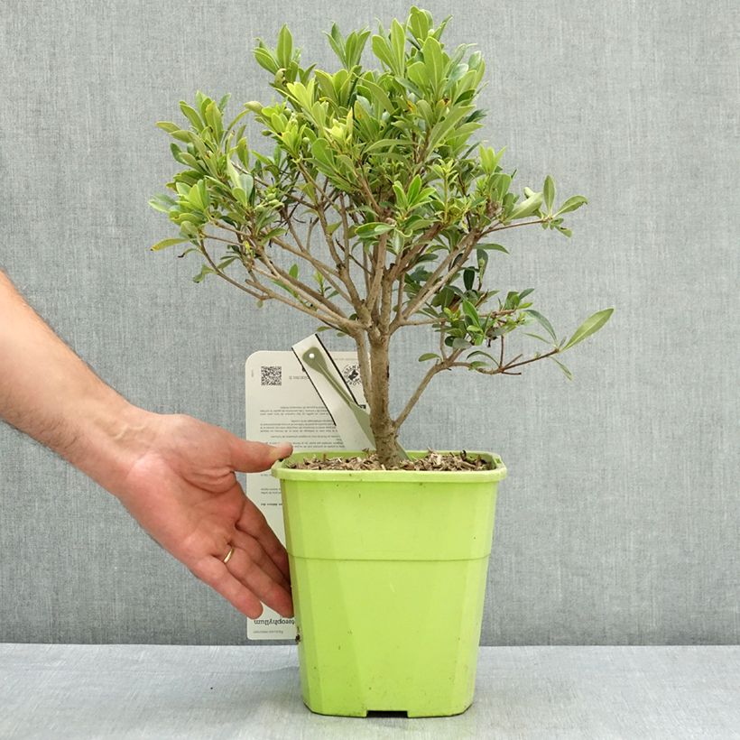 Pittosporum tobira x heterophyllum Green Mound - Japanese pittosporum 3L/4L pot sample as delivered in summer