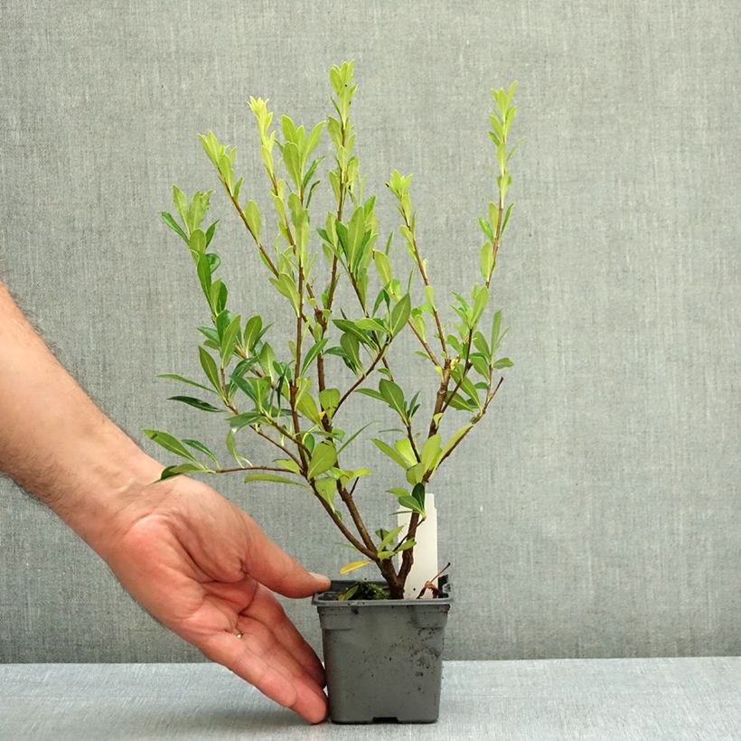 Pittosporum heterophyllum 8/9 cm pot sample as delivered in autumn