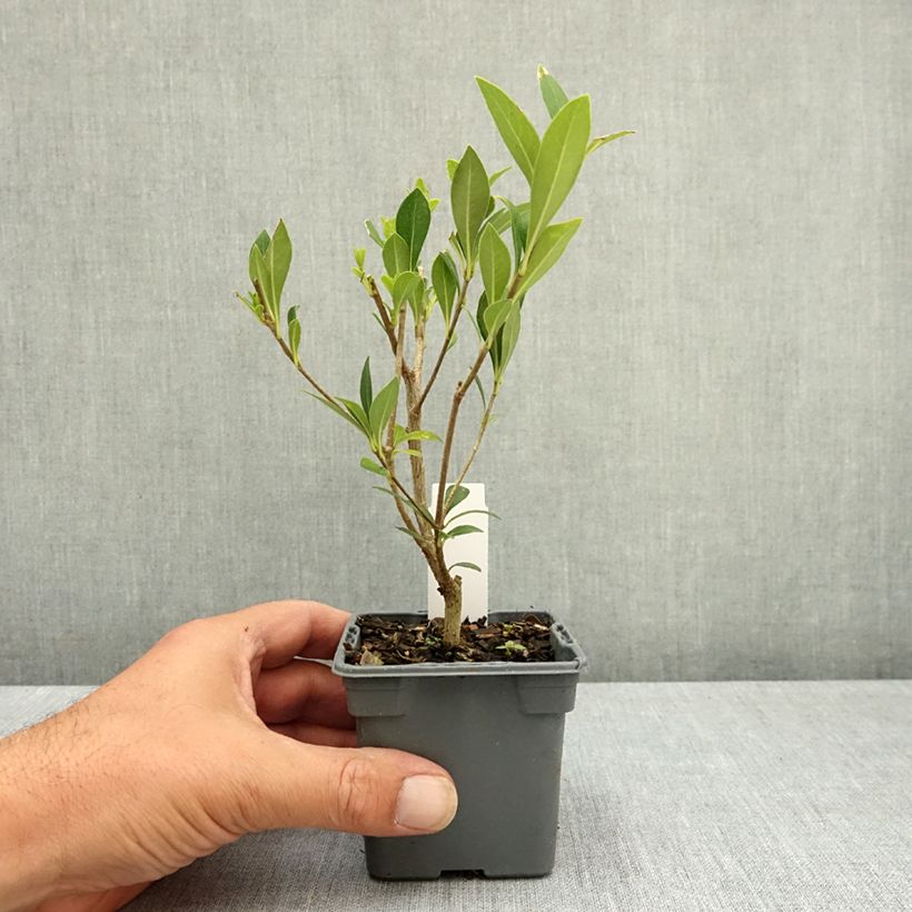 Pittosporum heterophyllum 8/9 cm pot sample as delivered in summer