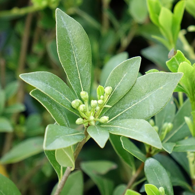Pittosporum heterophyllum Quissac (Foliage)