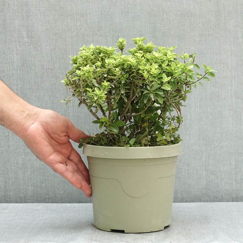 Pittosporum tenuifolium Orbitea - Kohuhu 3L/4L pot sample as delivered in summer