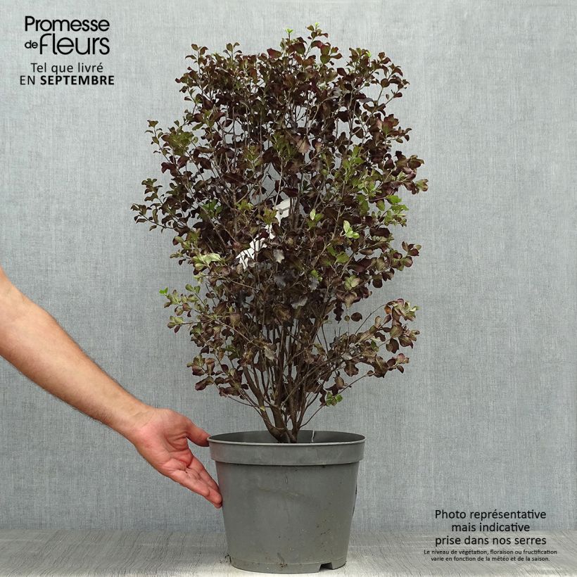 Pittosporum tenuifolium Dark Diva Hutdiv - Kohuhu 4L/5L pot sample as delivered in autumn