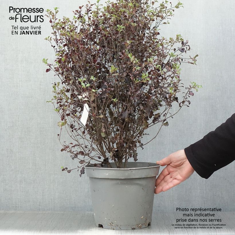 Pittosporum tenuifolium Dark Diva Hutdiv - Kohuhu 4L/5L pot sample as delivered in winter
