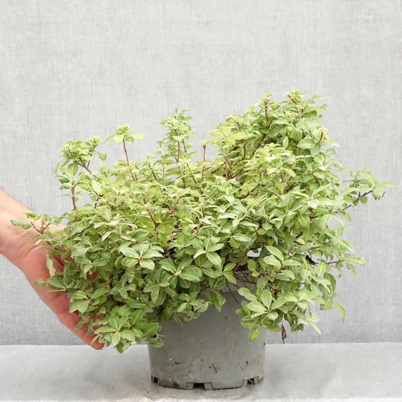 Pittosporum tenuifolium Golden Ball - Kohuhu 2L/3L pot sample as delivered in summer