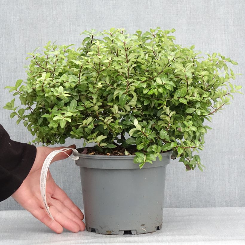 Pittosporum tenuifolium Golden Ball - Kohuhu 2L/3L pot sample as delivered in winter