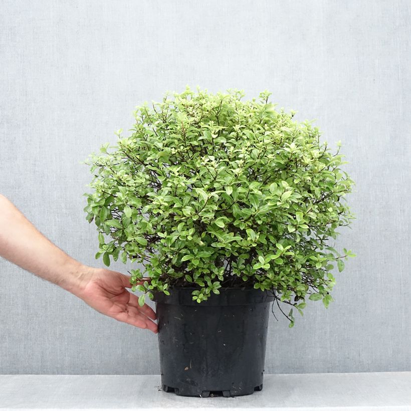 Pittosporum tenuifolium Golf Ball - Kohuhu 7.5L/10L pot, Mehrstämmiges Gehölz sample as delivered in summer