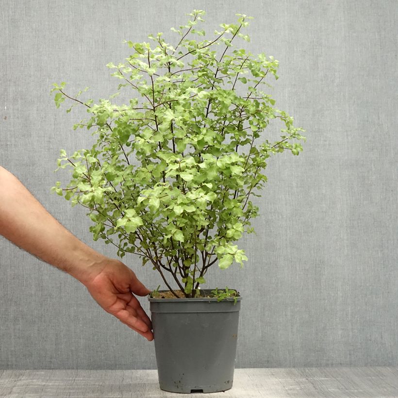 Pittosporum tenuifolium Green Elf - Kohuhu 4L/5L pot sample as delivered in spring