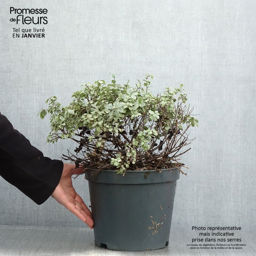 Pittosporum tenuifolium Silver Ball - Kohuhu 7.5L/10L pot sample as delivered in winter