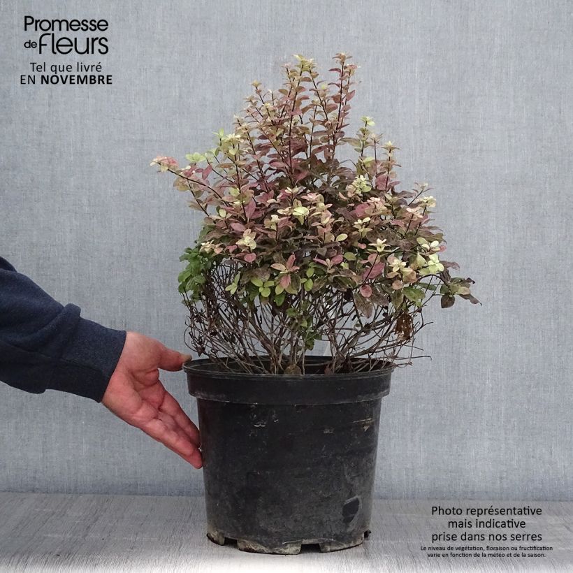 Pittosporum tenuifolium Tom Thumb - Kohuhu 6L/7L pot sample as delivered in autumn